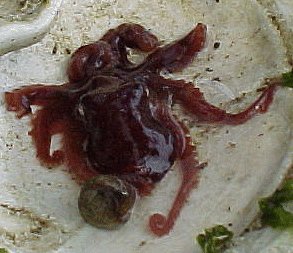 Baby Octopus